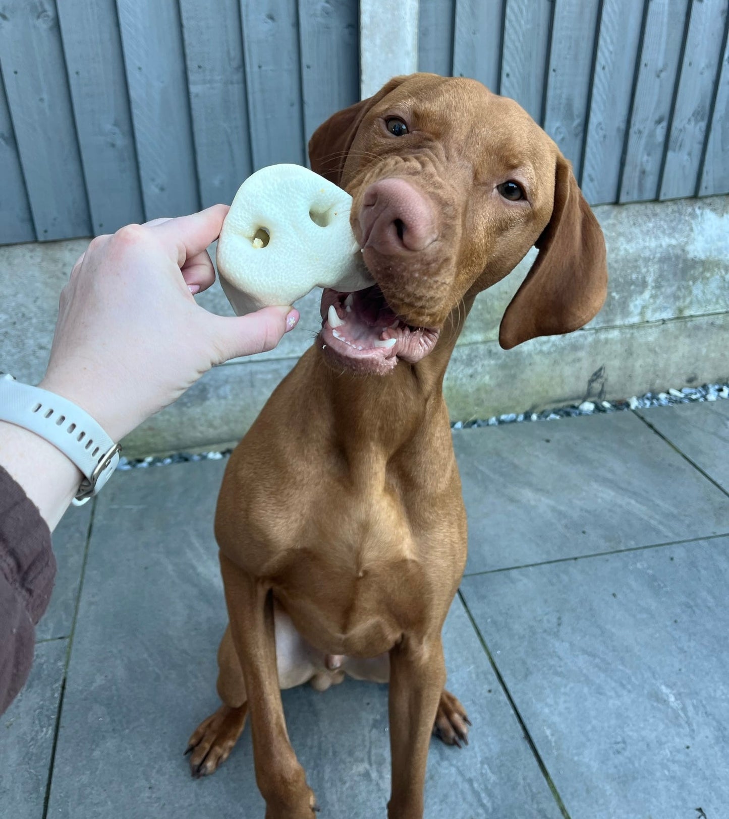 Puffed Pig Snouts