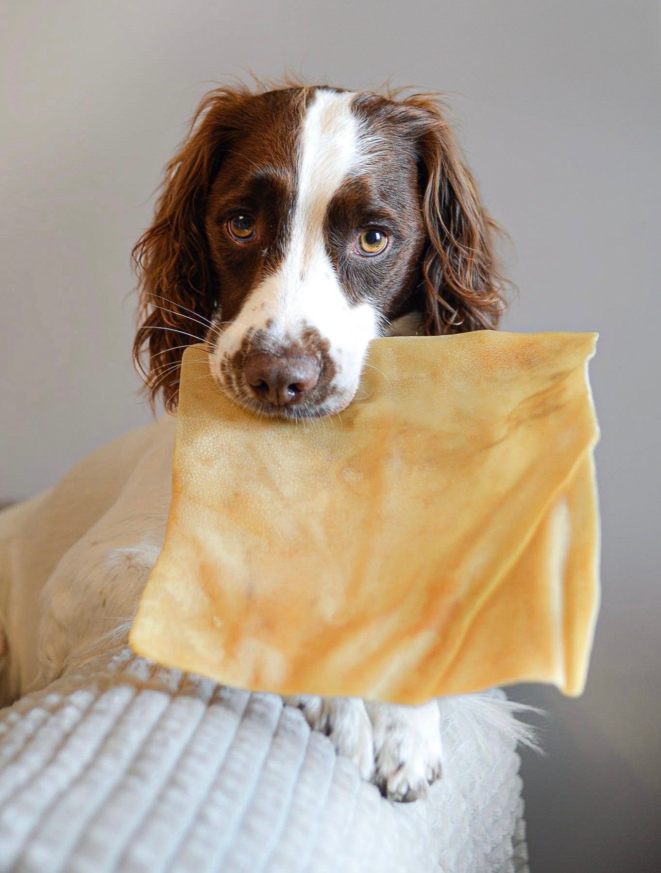 Buffalo Skin Plates