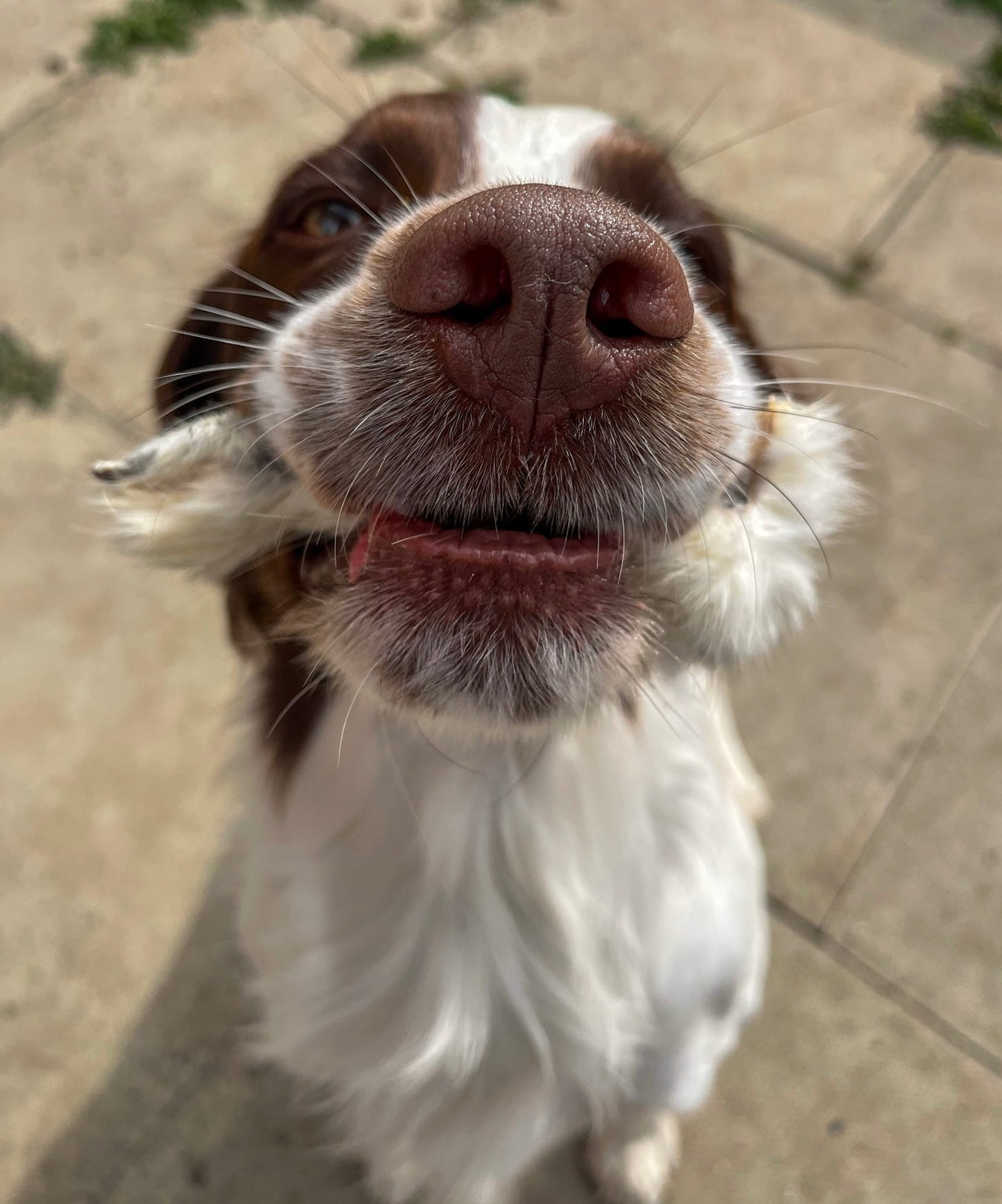 Furry Rabbit Ears