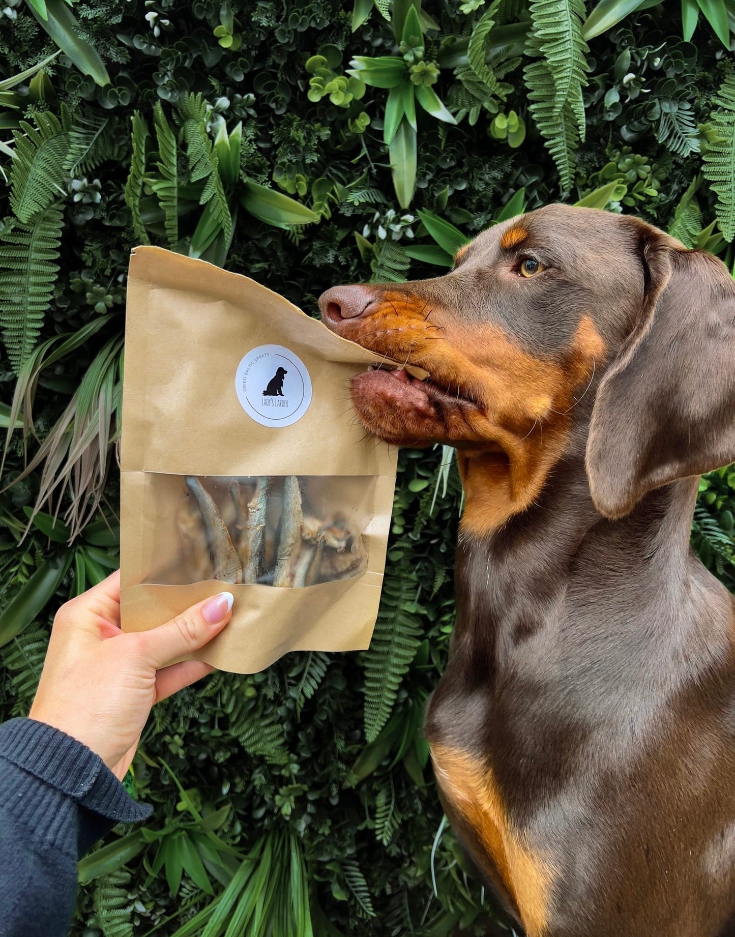 Dried Baltic Sprats