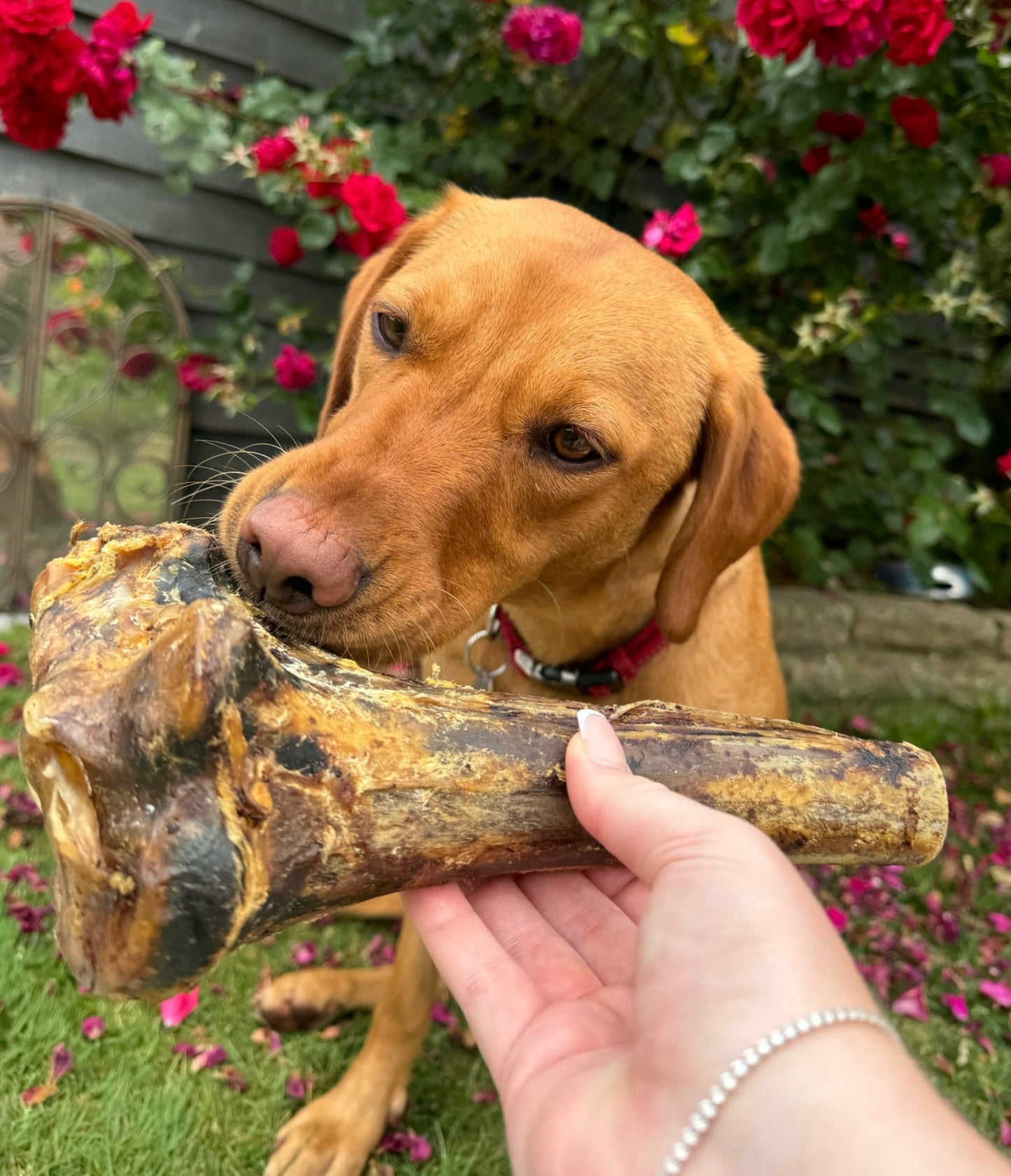 Ostrich Tibia Bone | Large