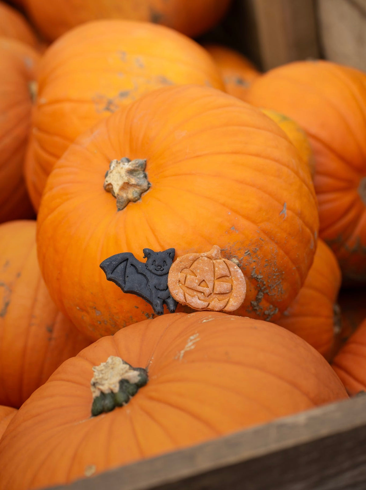 Butternut Squash Pumpkins | 3 Pack