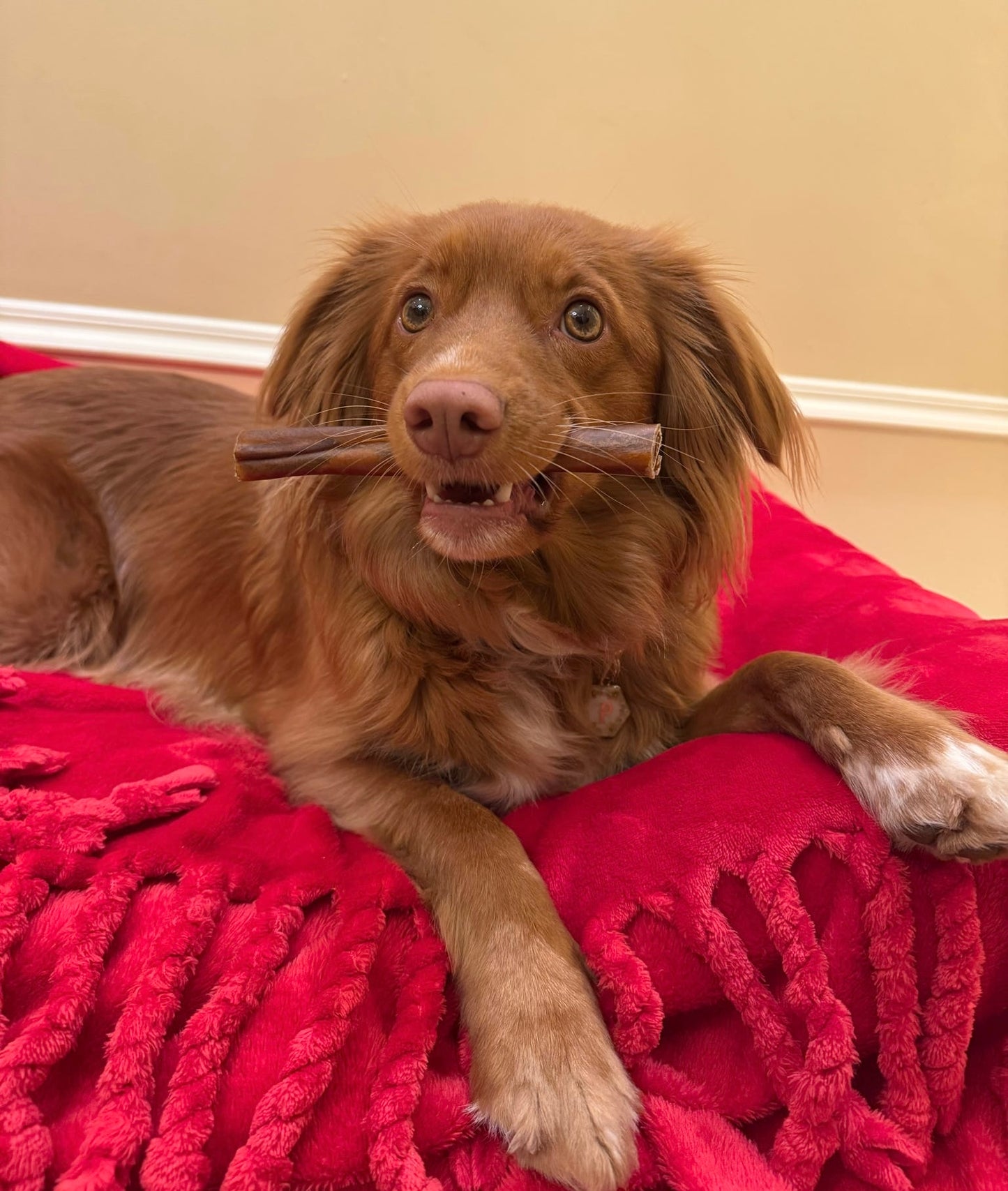 Buffalo Collagen Cigars