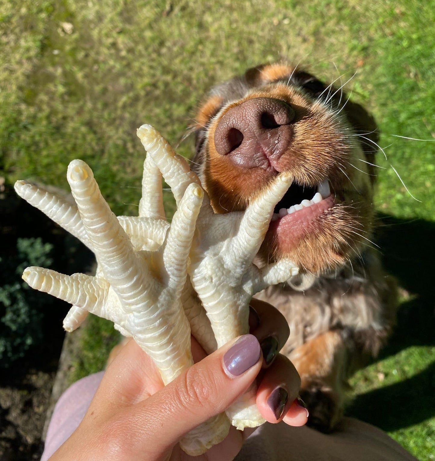Puffed Chicken Feet