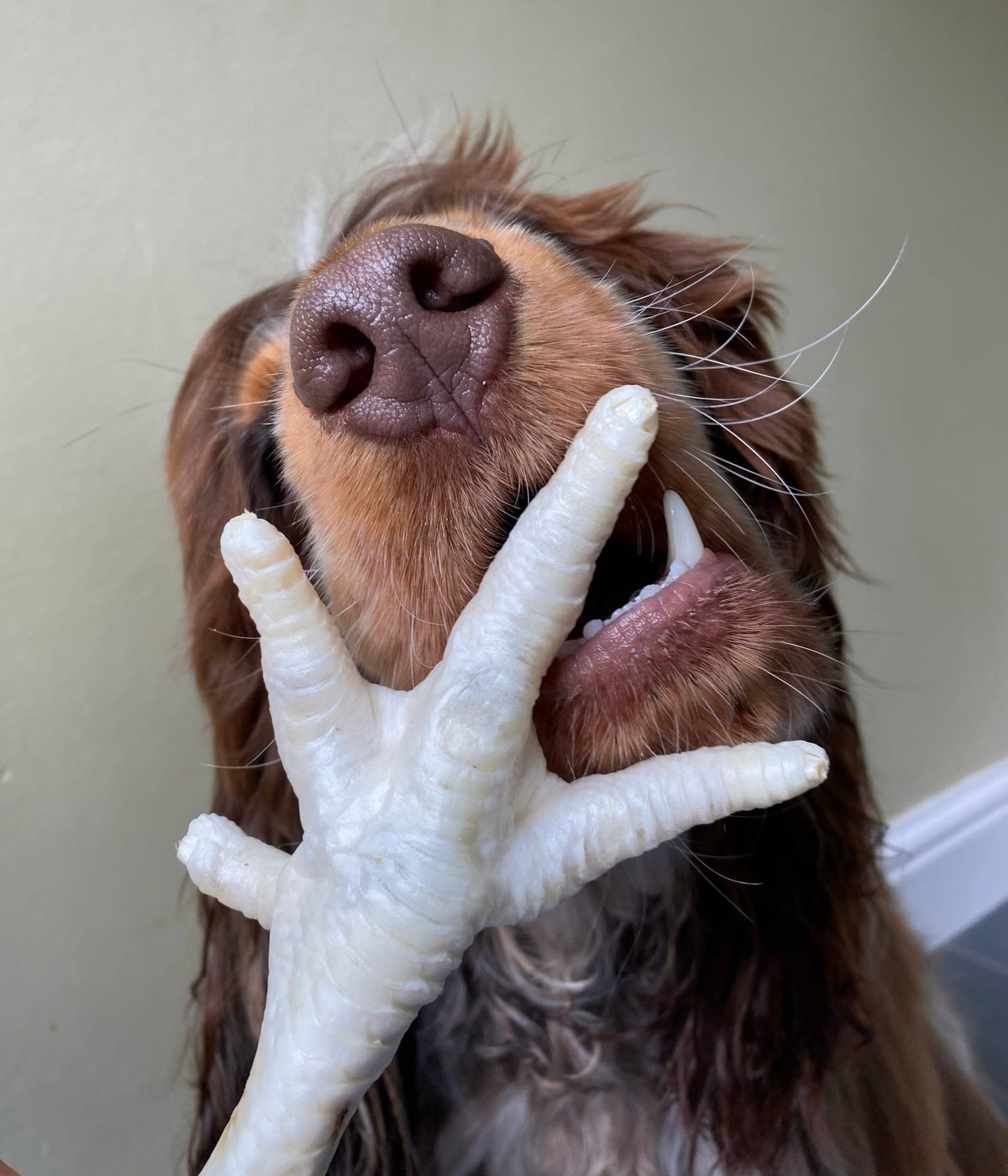 Puffed Chicken Feet