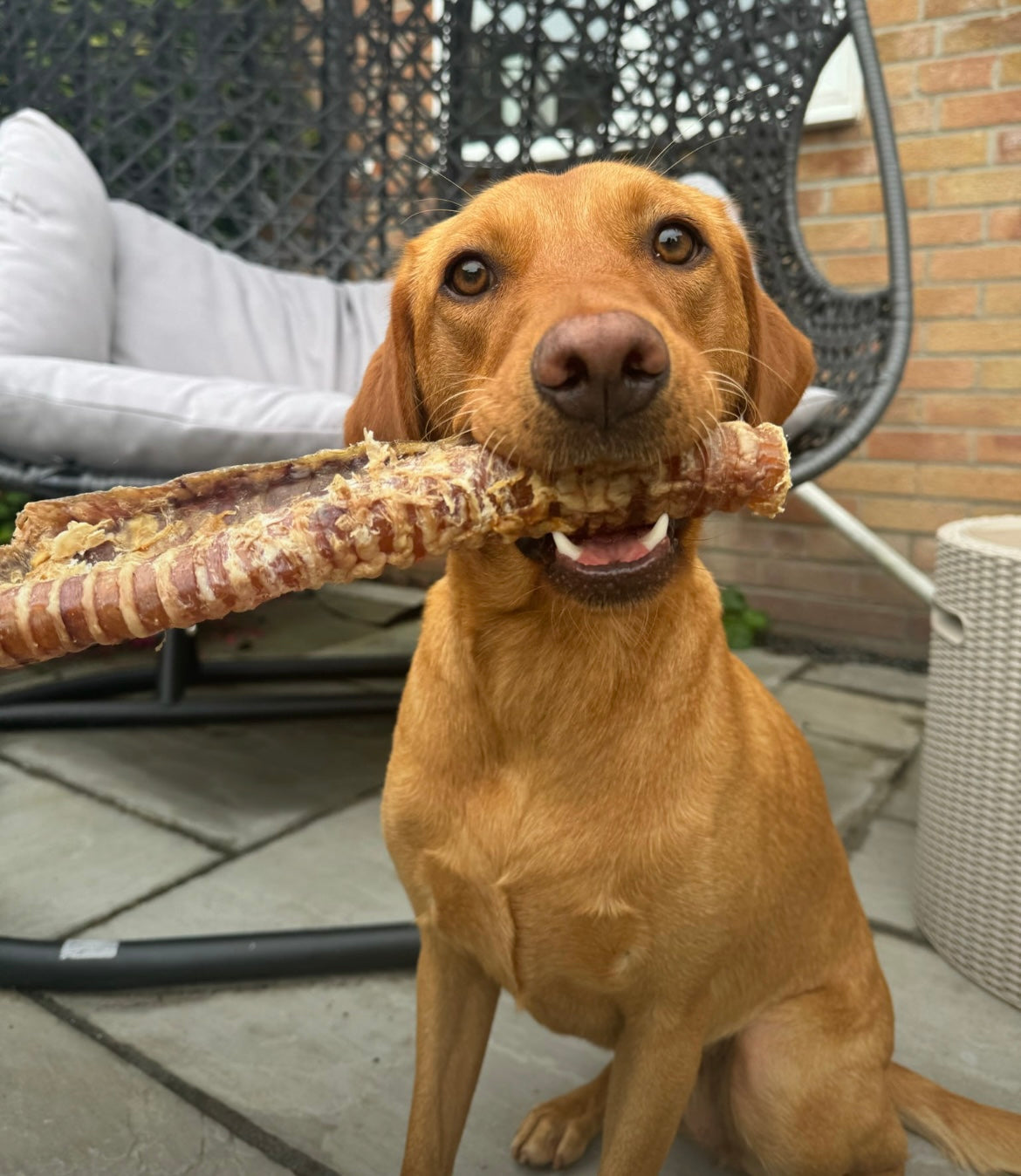 Beef Trachea