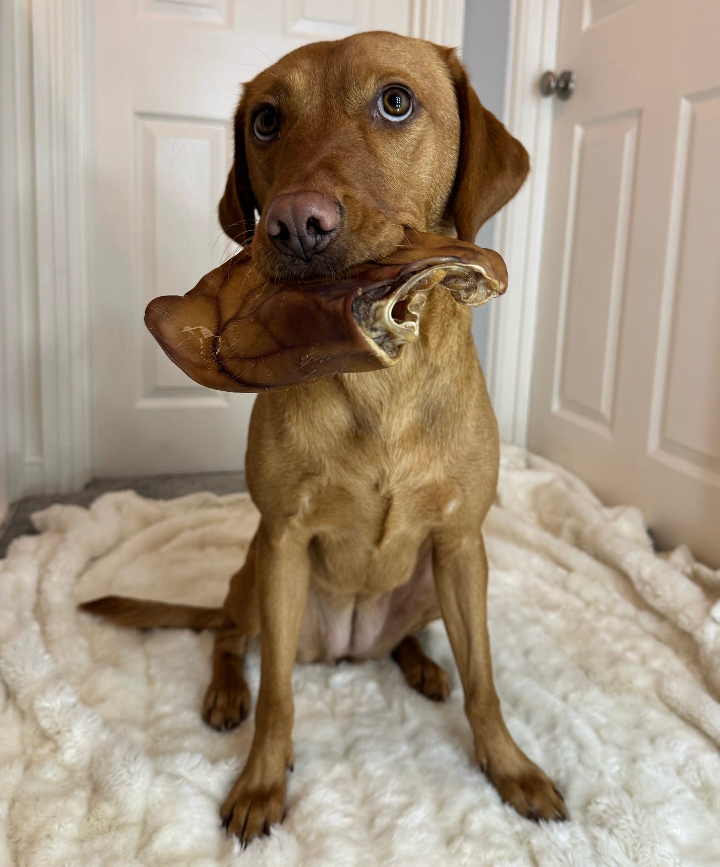 Pigs Ears | Large
