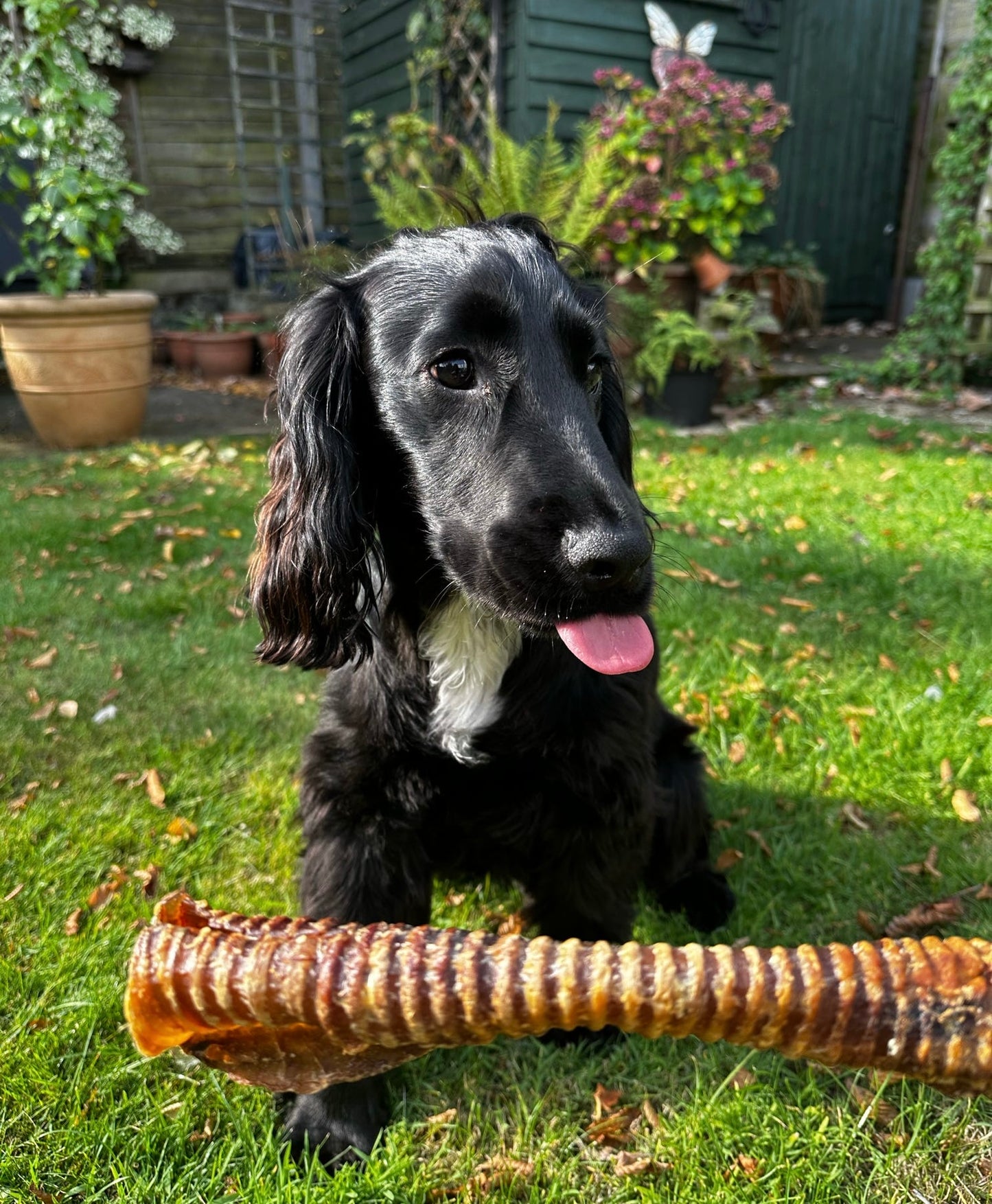 Beef Trachea
