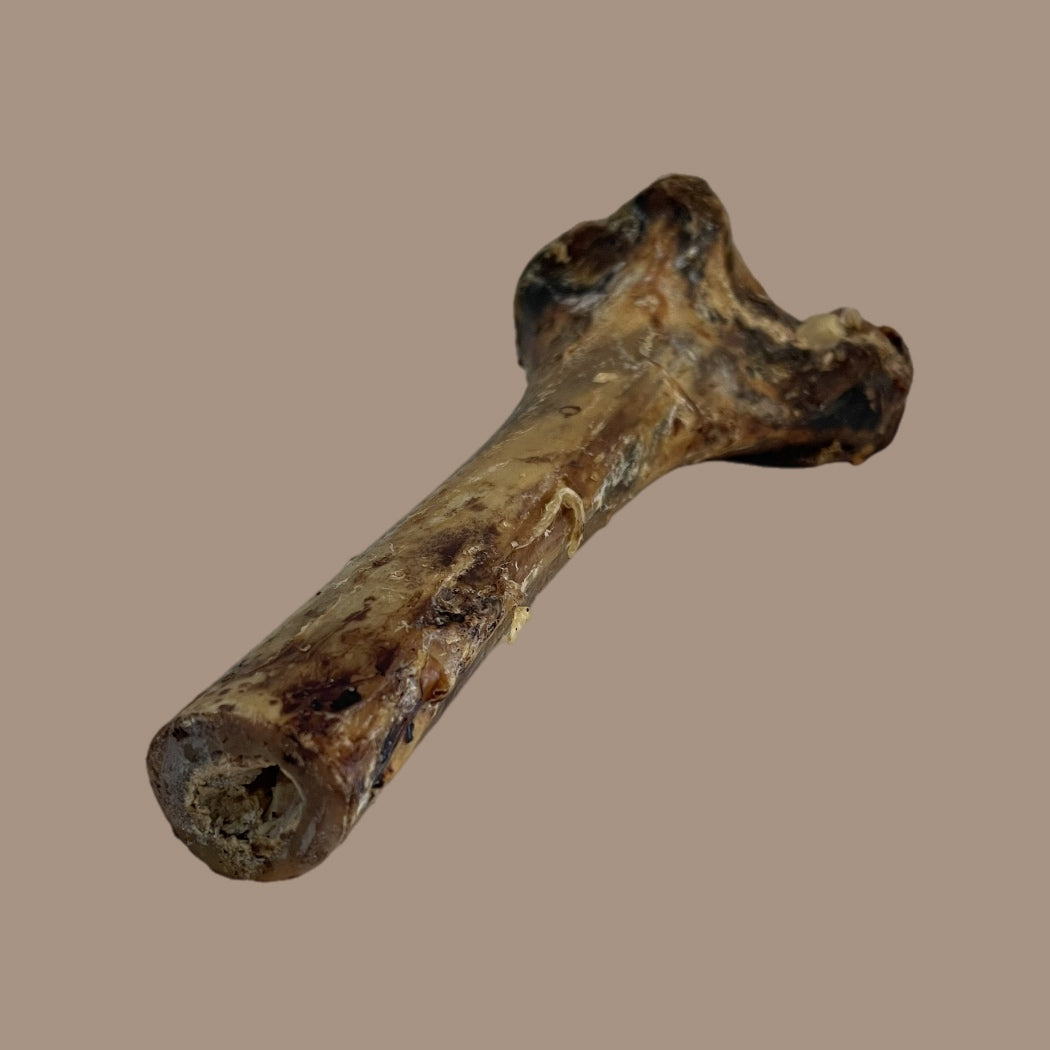 Ostrich Tibia Bone | Large