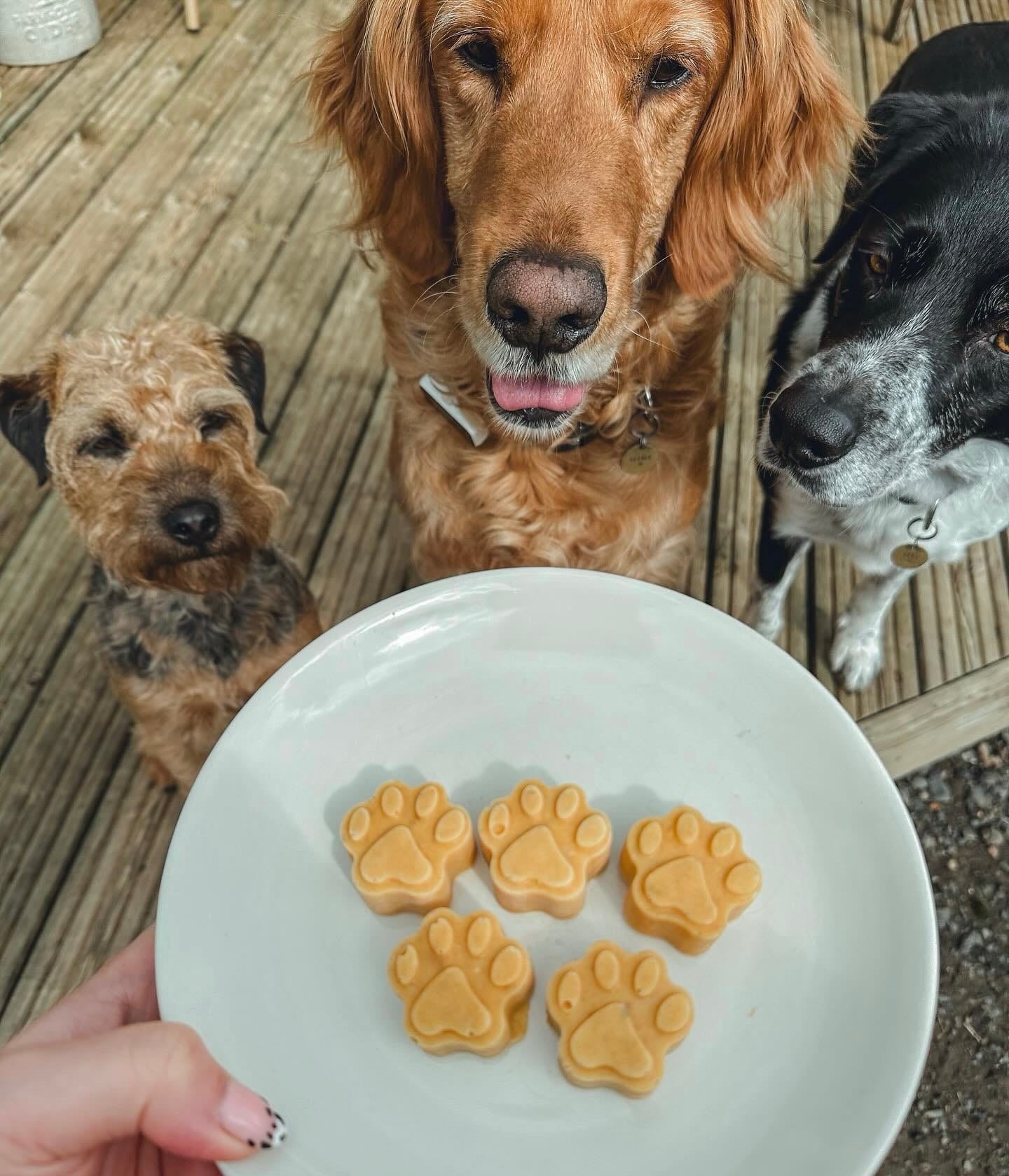 Paw Moulds