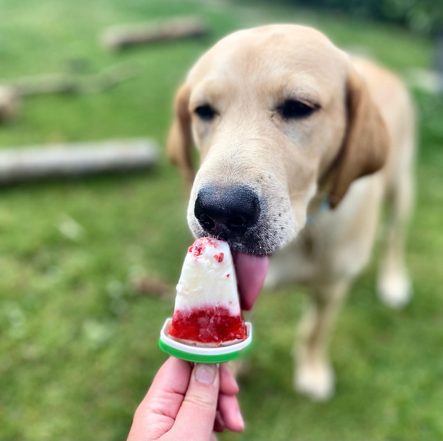 Icy Lolly Moulds