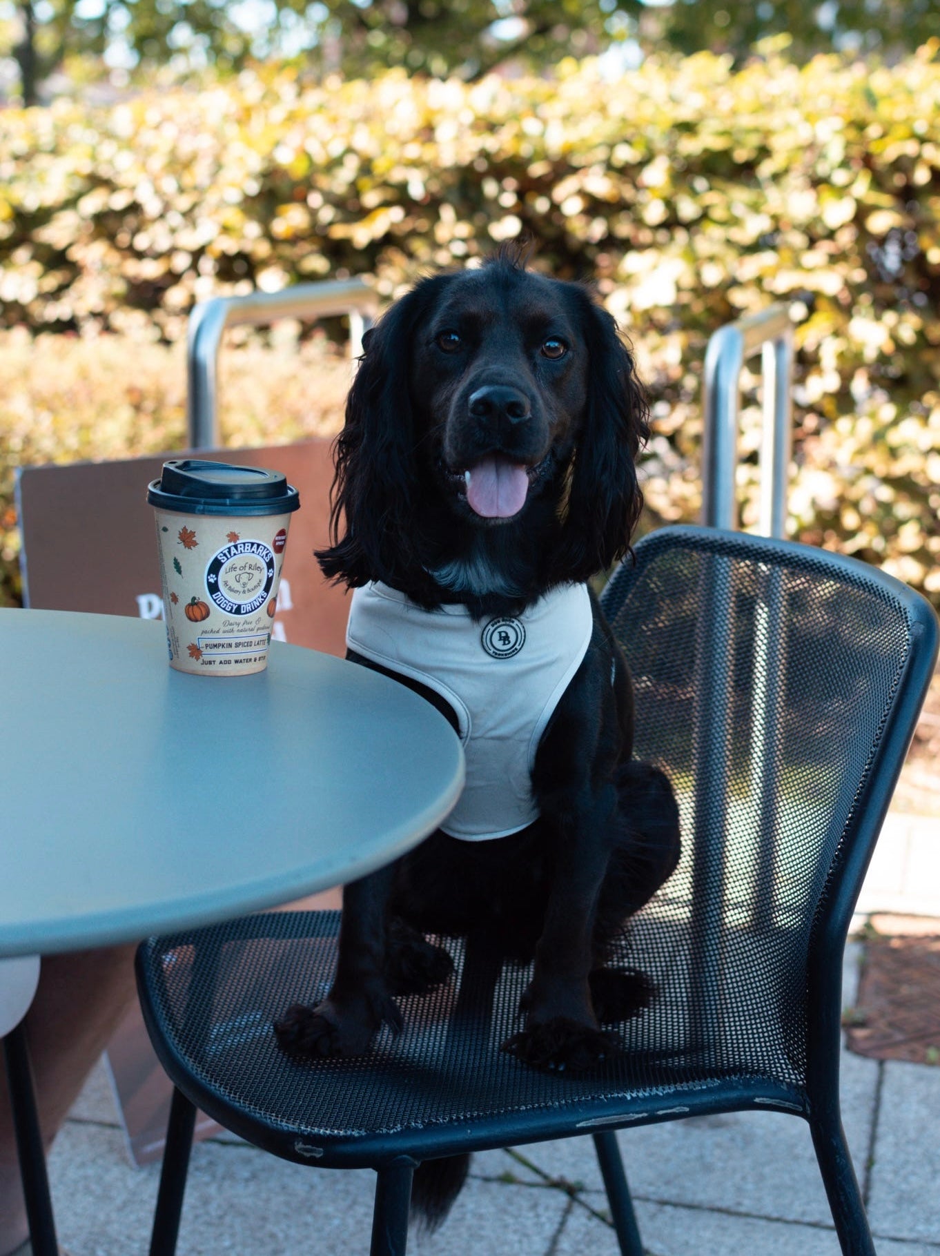Pumpkin Spiced Latte