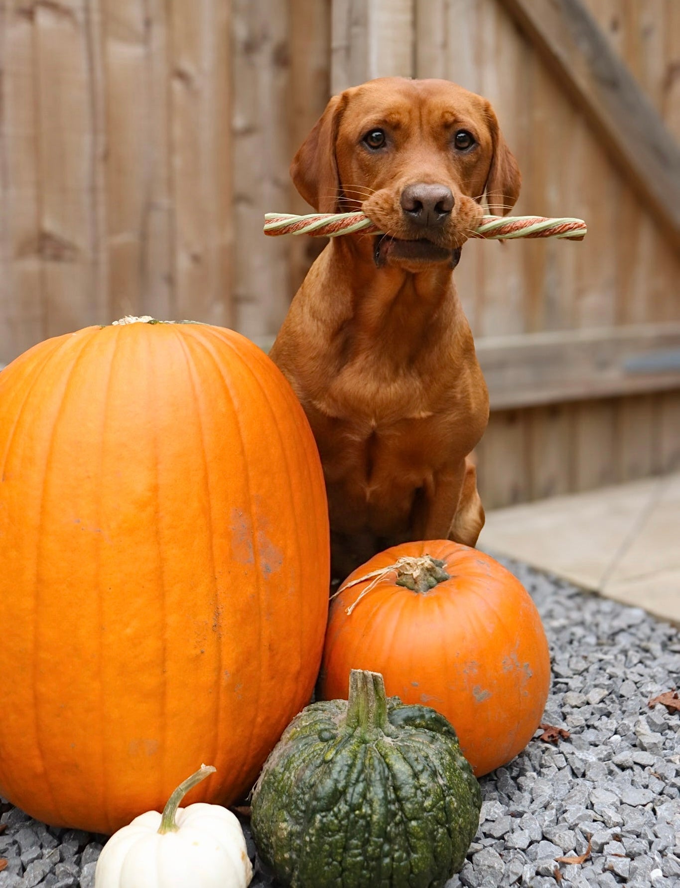 Puffed Veggie Twists