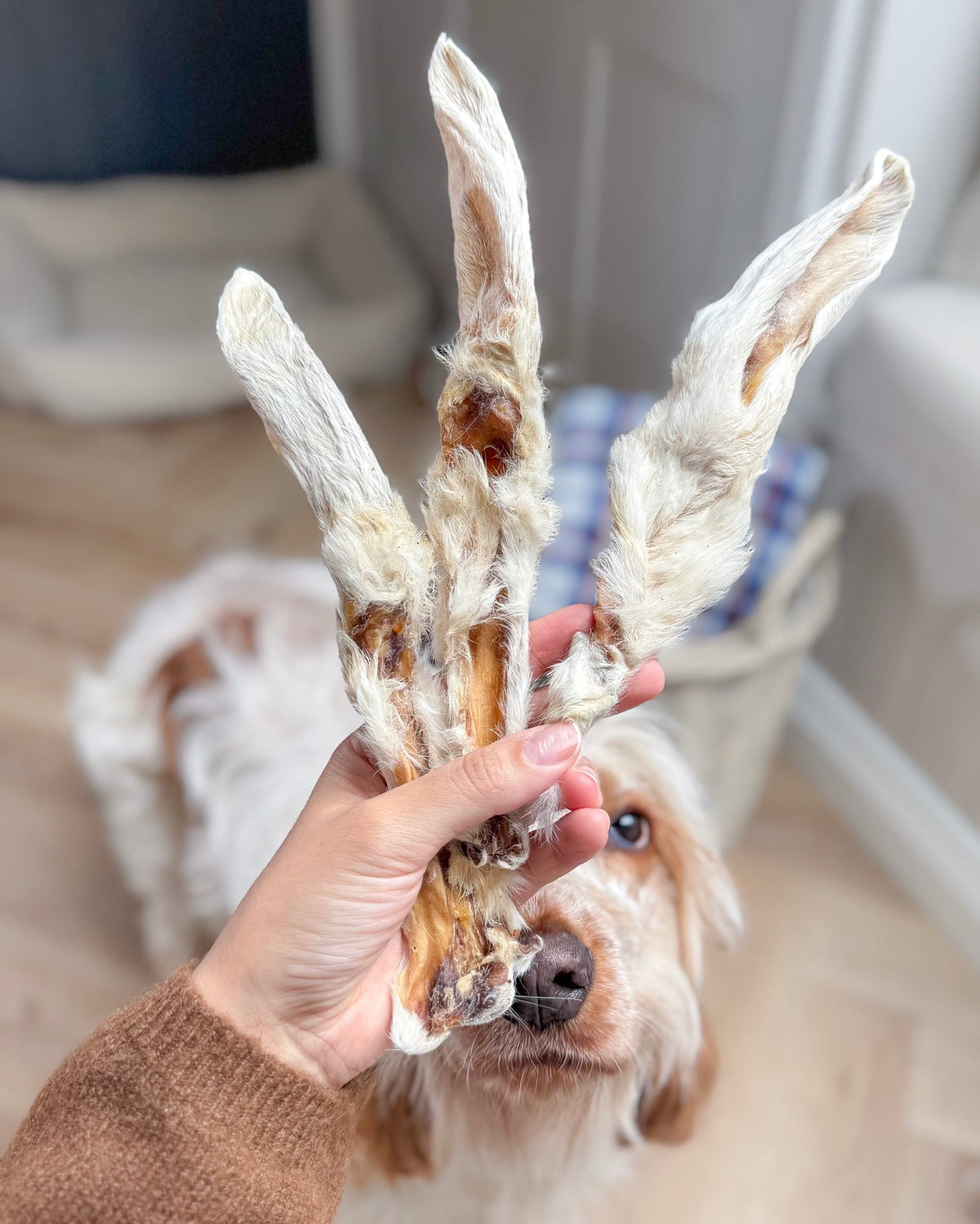 Furry Rabbit Ears