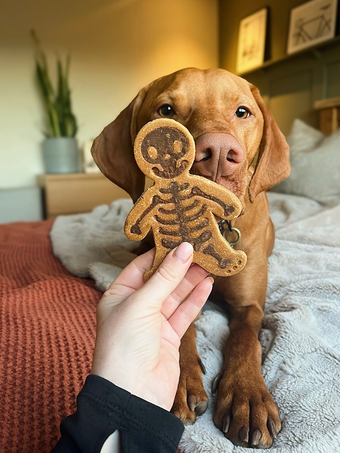 Apple, Treacle & Carob Skeleton