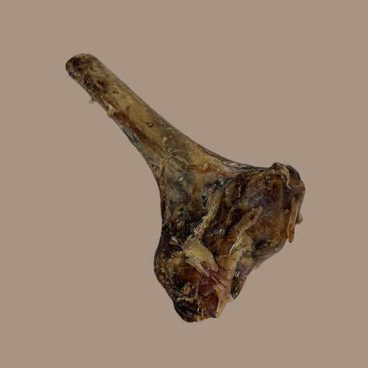 Ostrich Tibia Bone | Large