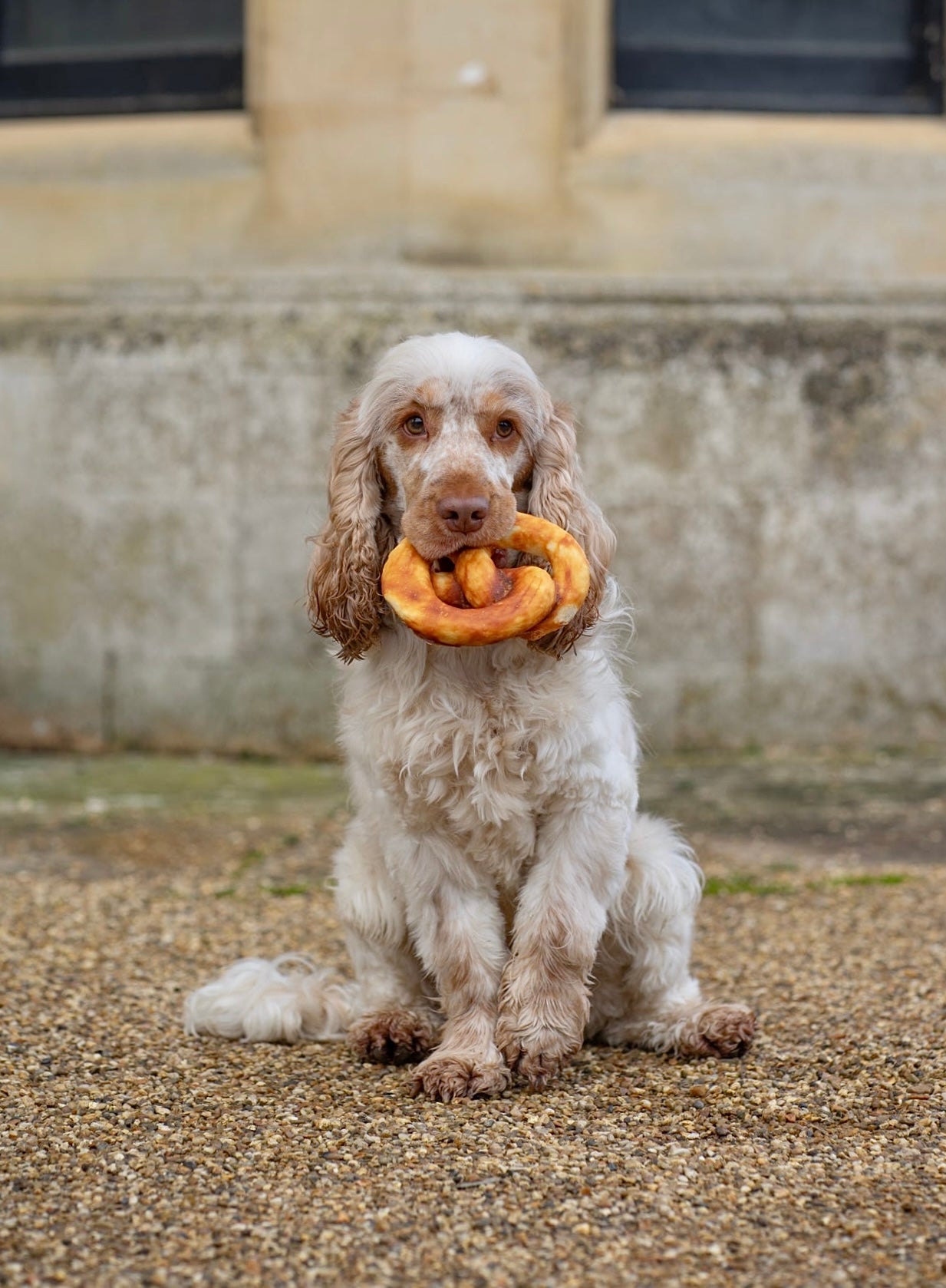 Chicken Coated Collagen Pretzel | Large