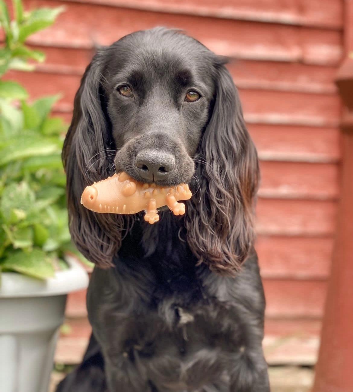 Peanut Butter Crocodile Bites